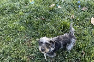 Shurtleff Dog Park photo 2